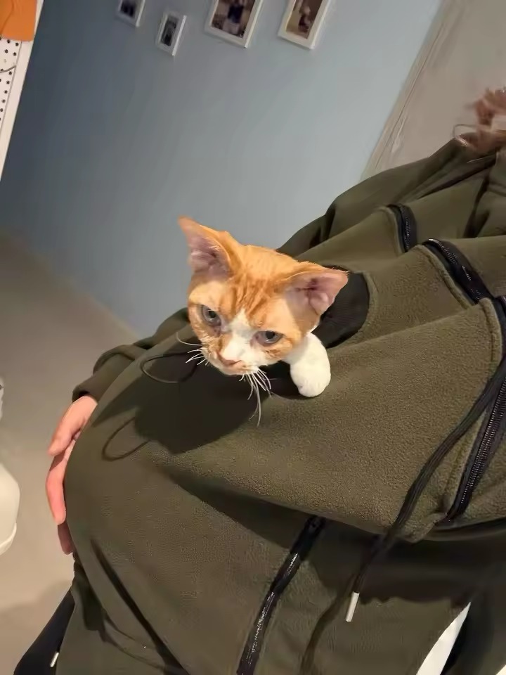 Ginger cat in the same green hoodie pouch