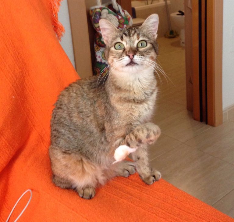 China, a tabby cat, sitting on an orange throw with one front paw lifted
